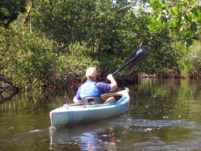 Among the Mangroves